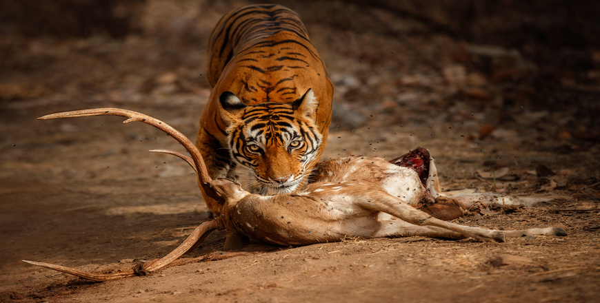 amazing-bengal-tiger-nature-with-its-prey (1)